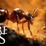 Empire of the Ants v1.04.20550 – Repack